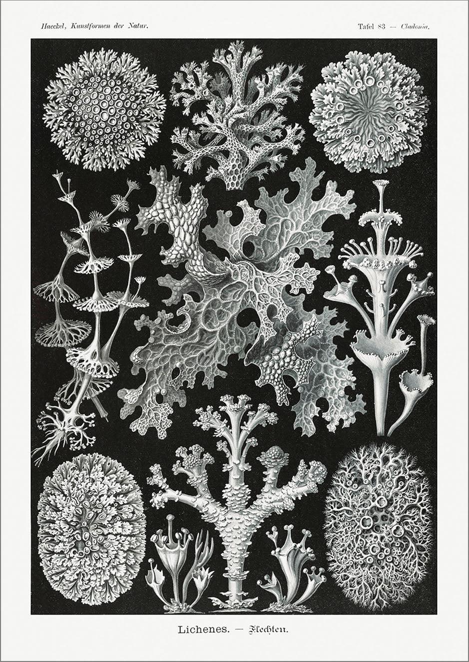 AMMONITE & LICHEN PRINTS: Vintage Artforms of Nature by Ernst Haeckel - Pimlico Prints