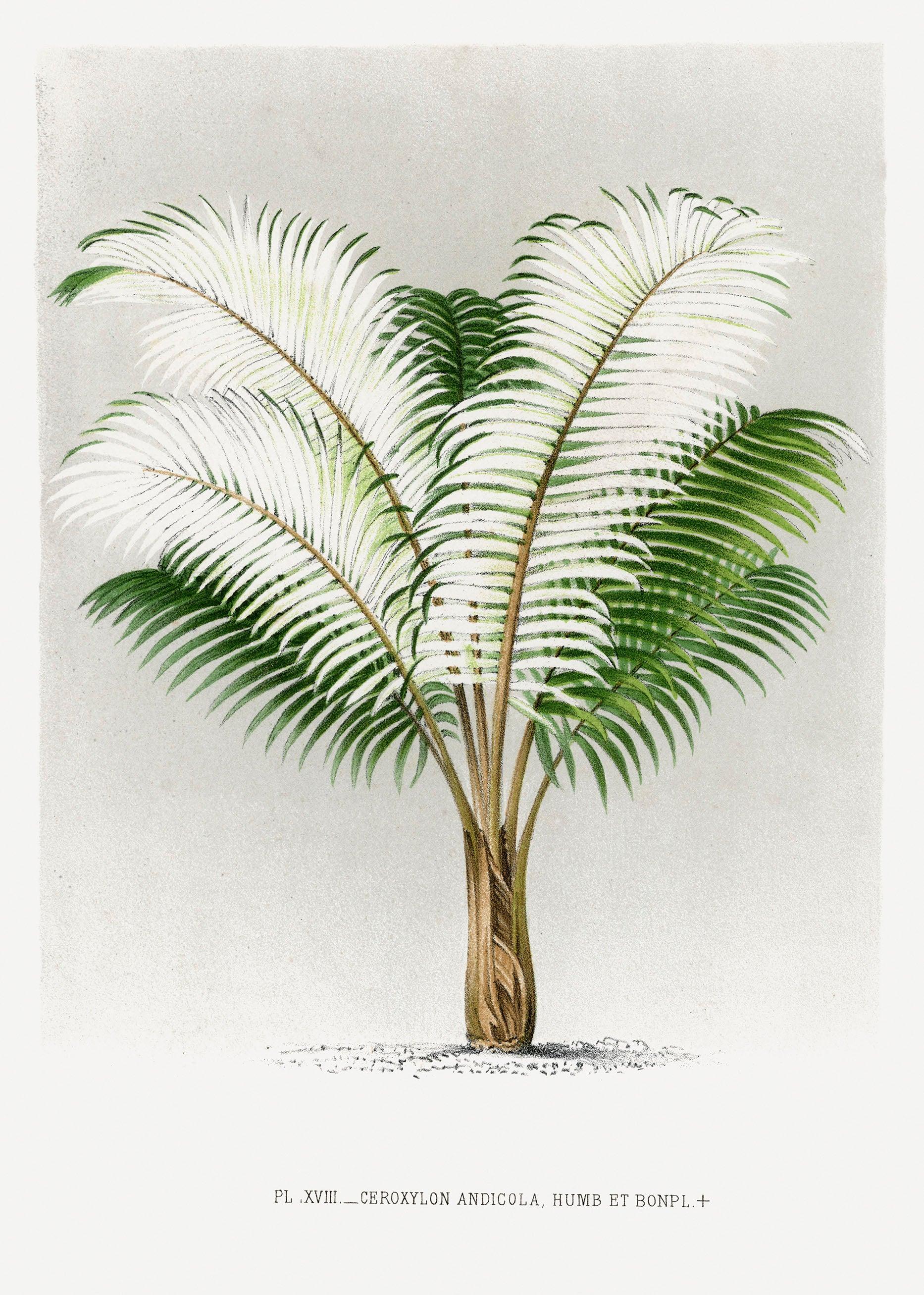 PALM TREE PRINTS: Vintage Illustrations from Les Palmiers Histoire Iconographique - Pimlico Prints