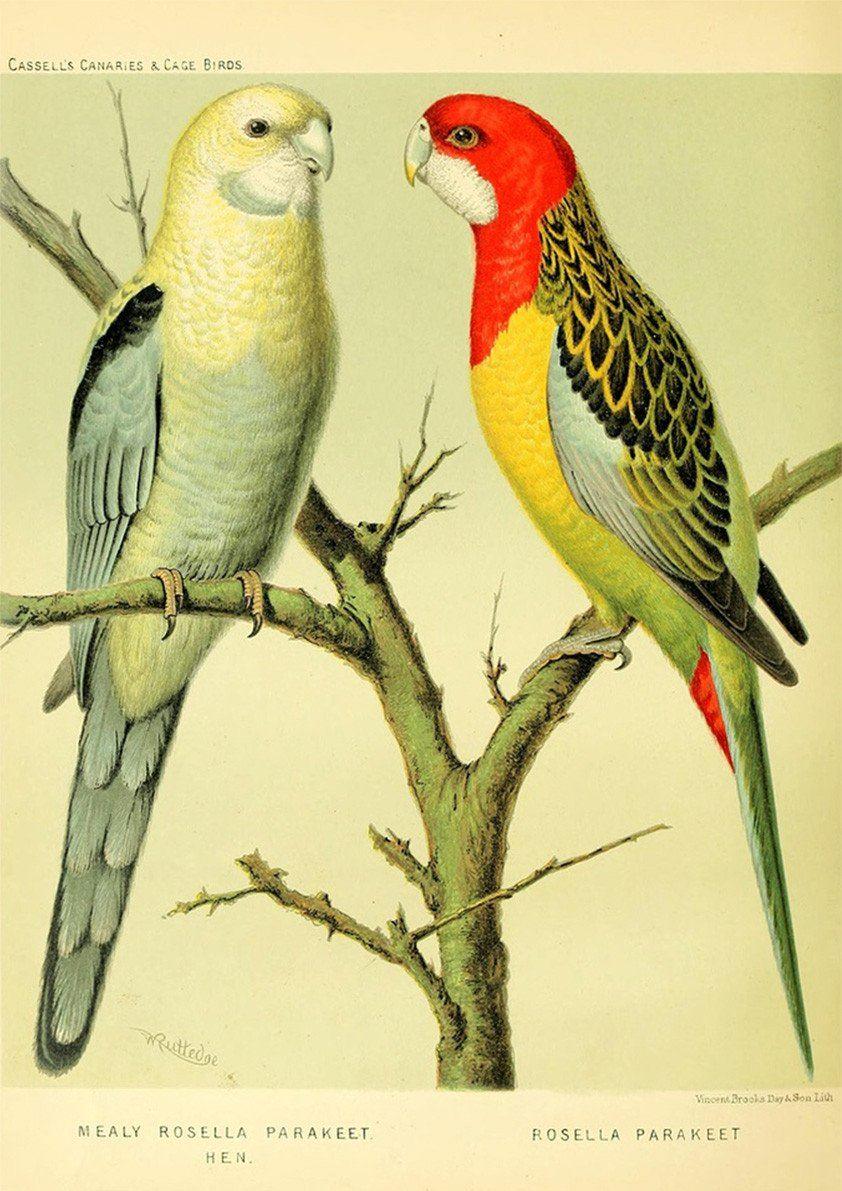 PARROTS PRINT: Vintage Bird Art Illustration - Pimlico Prints