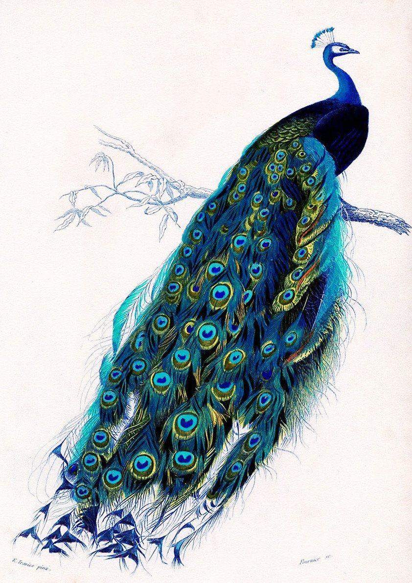 BLUE PEACOCK PRINT: Vintage Bird Art Illustration - Pimlico Prints