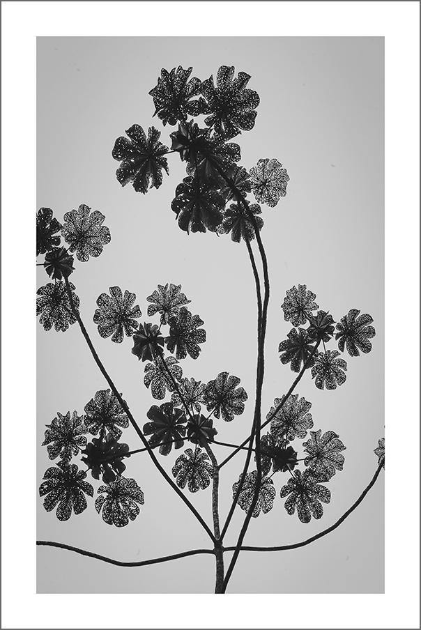 LEAVES AGAINST SKY PRINT: Plant Silhouette Photo Art - Pimlico Prints