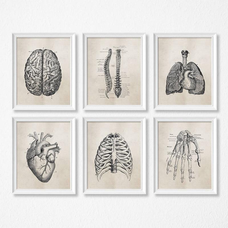 HUMAN ANATOMY PRINTS: Brain, Heart, Lungs Skeleton Medical Art Illustrations on Canvas - Pimlico Prints