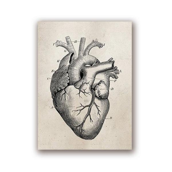HUMAN ANATOMY PRINTS: Brain, Heart, Lungs Skeleton Medical Art Illustrations on Canvas - Pimlico Prints
