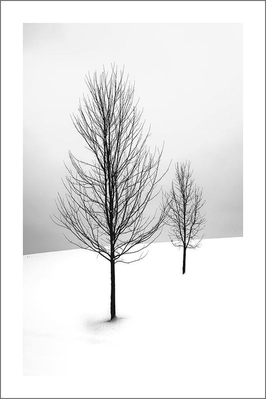 TREES IN SNOW: Photography Poster Art - Pimlico Prints