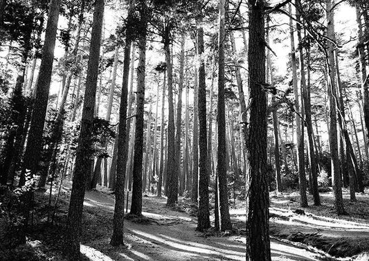 TREES PHOTOGRAPH: Woodland Forest Art Poster - Pimlico Prints